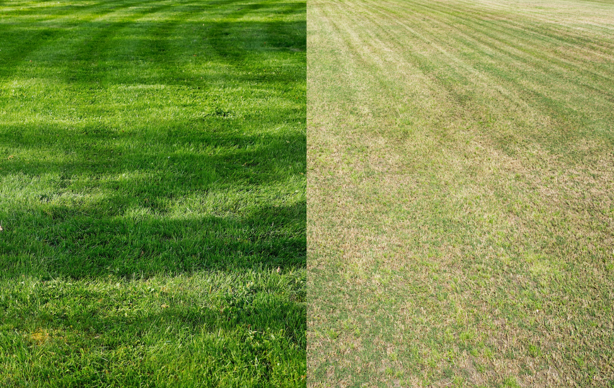 00032494 travnjak prije i poslije prozracivanja 00032494 travnjak prije i poslije prozracivanja