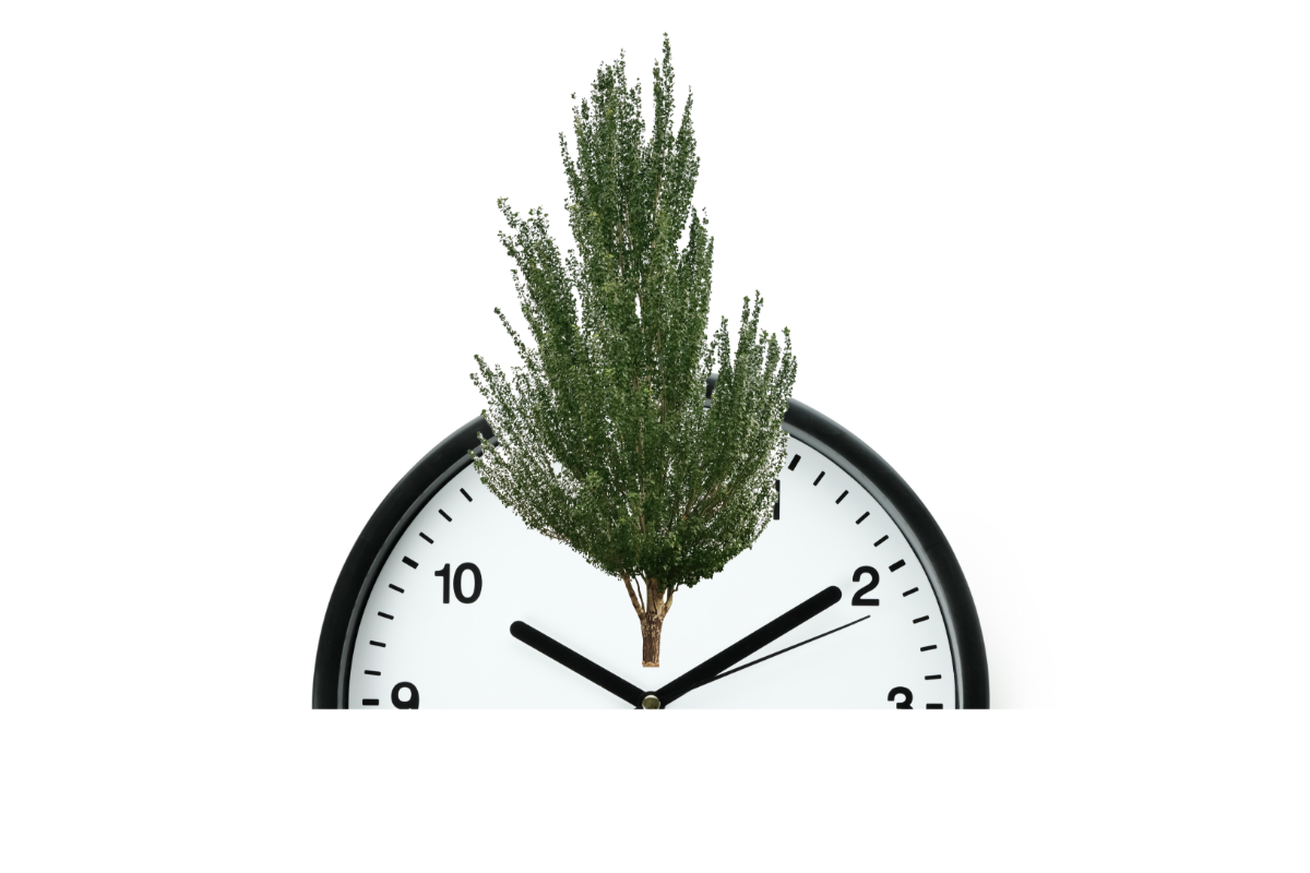 00040061 kako urediti krosnju stabla 00040061 kako urediti krosnju stabla